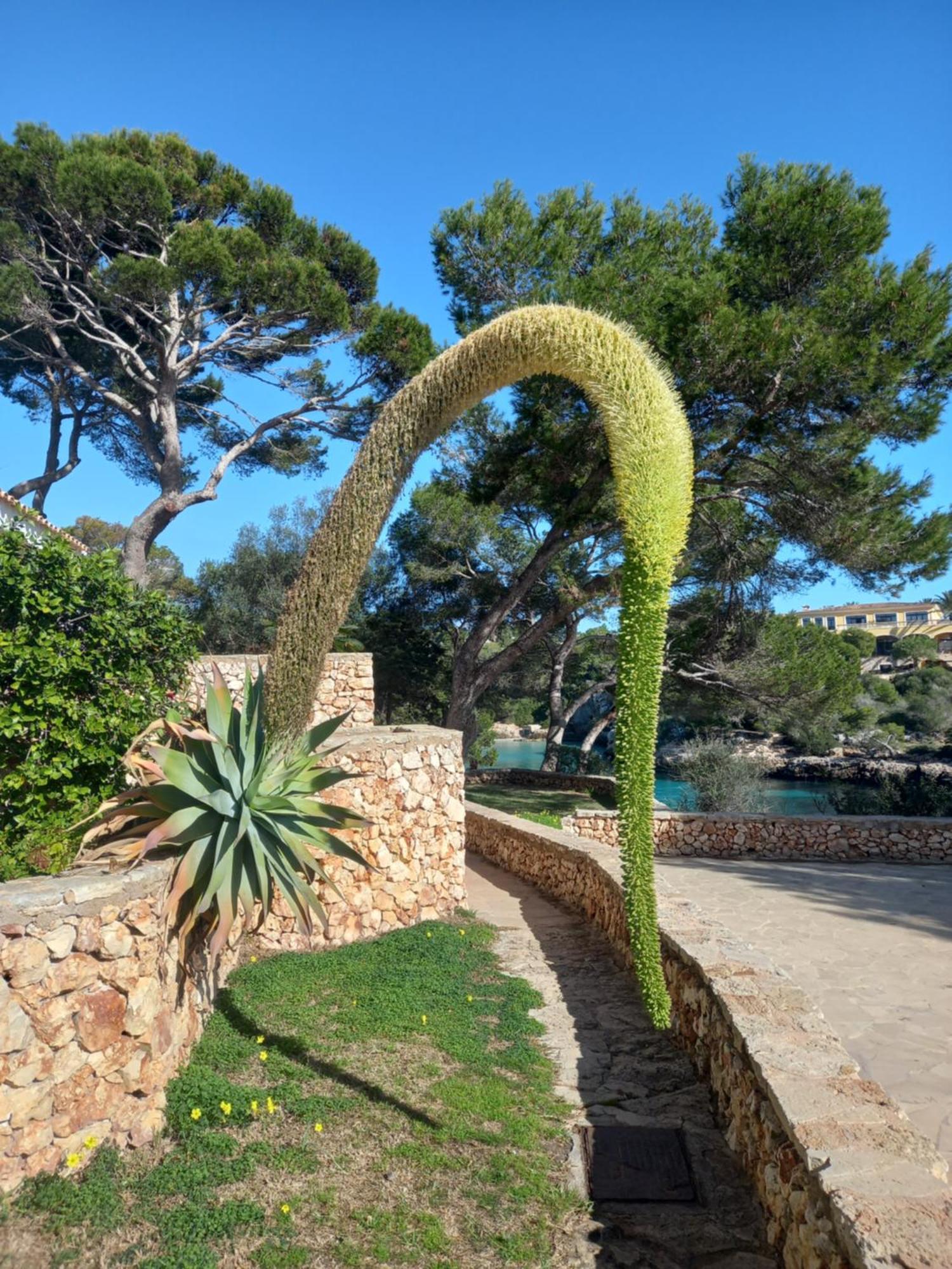 Appartement Ferrera Park Vue Mer Cala Ferrera  Eksteriør billede